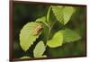 USA, Washington, Seattle, Discovery Park. Pacific tree frog.-Steve Kazlowski-Framed Photographic Print