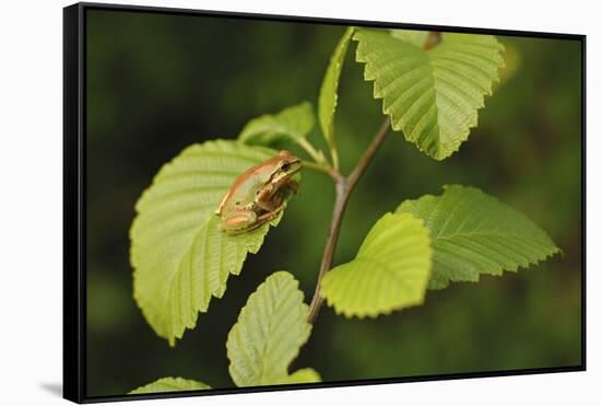 USA, Washington, Seattle, Discovery Park. Pacific tree frog.-Steve Kazlowski-Framed Stretched Canvas
