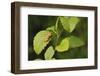 USA, Washington, Seattle, Discovery Park. Pacific tree frog.-Steve Kazlowski-Framed Photographic Print