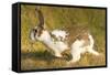 USA, Washington, Seattle. Domestic rabbit runs wild in Discovery Park.-Steve Kazlowski-Framed Stretched Canvas