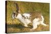 USA, Washington, Seattle. Domestic rabbit runs wild in Discovery Park.-Steve Kazlowski-Stretched Canvas