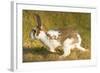 USA, Washington, Seattle. Domestic rabbit runs wild in Discovery Park.-Steve Kazlowski-Framed Photographic Print