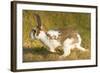 USA, Washington, Seattle. Domestic rabbit runs wild in Discovery Park.-Steve Kazlowski-Framed Photographic Print