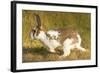 USA, Washington, Seattle. Domestic rabbit runs wild in Discovery Park.-Steve Kazlowski-Framed Photographic Print