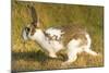 USA, Washington, Seattle. Domestic rabbit runs wild in Discovery Park.-Steve Kazlowski-Mounted Photographic Print