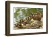 USA, Washington, Seattle. Mallard duck with ducklings on a log.-Steve Kazlowski-Framed Premium Photographic Print