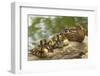 USA, Washington, Seattle. Mallard duck with ducklings on a log.-Steve Kazlowski-Framed Premium Photographic Print