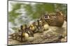 USA, Washington, Seattle. Mallard duck with ducklings on a log.-Steve Kazlowski-Mounted Premium Photographic Print