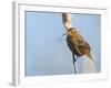 USA, Washington, Seattle. Red-Winged Blackbird with Nest Material-Gary Luhm-Framed Photographic Print