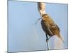 USA, Washington, Seattle. Red-Winged Blackbird with Nest Material-Gary Luhm-Mounted Photographic Print