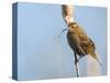 USA, Washington, Seattle. Red-Winged Blackbird with Nest Material-Gary Luhm-Stretched Canvas