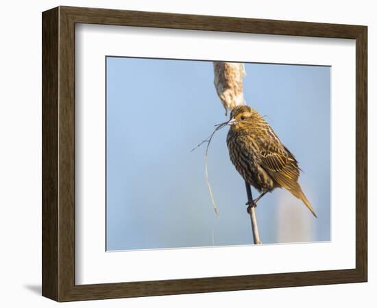 USA, Washington, Seattle. Red-Winged Blackbird with Nest Material-Gary Luhm-Framed Photographic Print