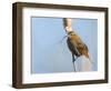 USA, Washington, Seattle. Red-Winged Blackbird with Nest Material-Gary Luhm-Framed Photographic Print