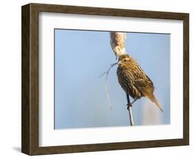 USA, Washington, Seattle. Red-Winged Blackbird with Nest Material-Gary Luhm-Framed Photographic Print