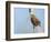 USA, Washington, Seattle. Red-Winged Blackbird with Nest Material-Gary Luhm-Framed Photographic Print