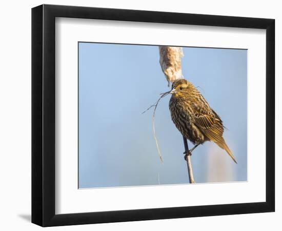 USA, Washington, Seattle. Red-Winged Blackbird with Nest Material-Gary Luhm-Framed Photographic Print