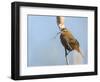 USA, Washington, Seattle. Red-Winged Blackbird with Nest Material-Gary Luhm-Framed Photographic Print