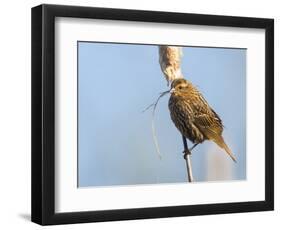 USA, Washington, Seattle. Red-Winged Blackbird with Nest Material-Gary Luhm-Framed Photographic Print