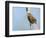 USA, Washington, Seattle. Red-Winged Blackbird with Nest Material-Gary Luhm-Framed Photographic Print