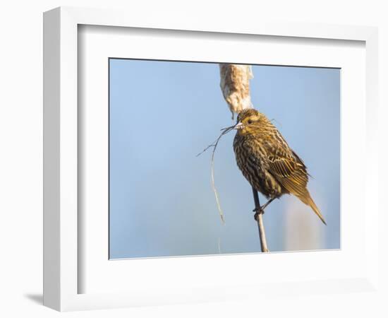 USA, Washington, Seattle. Red-Winged Blackbird with Nest Material-Gary Luhm-Framed Photographic Print