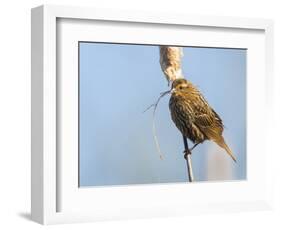 USA, Washington, Seattle. Red-Winged Blackbird with Nest Material-Gary Luhm-Framed Photographic Print