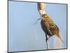 USA, Washington, Seattle. Red-Winged Blackbird with Nest Material-Gary Luhm-Mounted Photographic Print