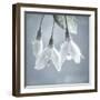 USA, Washington, Silverdale. Japanese snowbell tree blossoms.-Jaynes Gallery-Framed Photographic Print