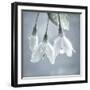 USA, Washington, Silverdale. Japanese snowbell tree blossoms.-Jaynes Gallery-Framed Photographic Print