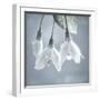 USA, Washington, Silverdale. Japanese snowbell tree blossoms.-Jaynes Gallery-Framed Photographic Print