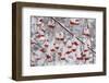 USA, Washington, Spokane County, Western Mountain Ash berries-Charles Gurche-Framed Photographic Print