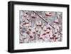 USA, Washington, Spokane County, Western Mountain Ash berries-Charles Gurche-Framed Photographic Print