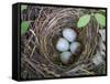 USA, Washington. Spotted Towhee Nest with Eggs-Gary Luhm-Framed Stretched Canvas