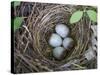 USA, Washington. Spotted Towhee Nest with Eggs-Gary Luhm-Stretched Canvas