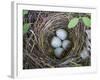 USA, Washington. Spotted Towhee Nest with Eggs-Gary Luhm-Framed Photographic Print