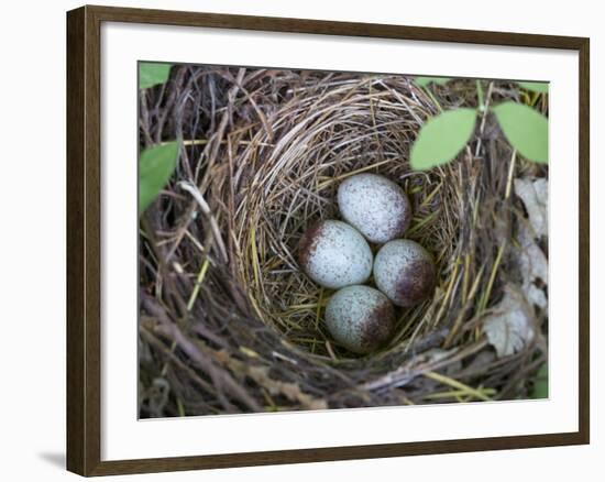 USA, Washington. Spotted Towhee Nest with Eggs-Gary Luhm-Framed Photographic Print