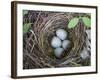 USA, Washington. Spotted Towhee Nest with Eggs-Gary Luhm-Framed Photographic Print