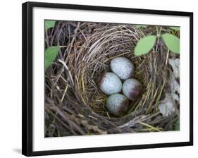 USA, Washington. Spotted Towhee Nest with Eggs-Gary Luhm-Framed Photographic Print