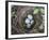 USA, Washington. Spotted Towhee Nest with Eggs-Gary Luhm-Framed Photographic Print