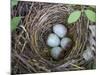 USA, Washington. Spotted Towhee Nest with Eggs-Gary Luhm-Mounted Photographic Print