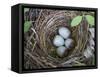 USA, Washington. Spotted Towhee Nest with Eggs-Gary Luhm-Framed Stretched Canvas