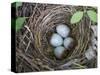 USA, Washington. Spotted Towhee Nest with Eggs-Gary Luhm-Stretched Canvas