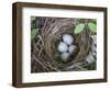 USA, Washington. Spotted Towhee Nest with Eggs-Gary Luhm-Framed Photographic Print