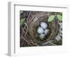 USA, Washington. Spotted Towhee Nest with Eggs-Gary Luhm-Framed Photographic Print