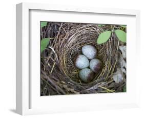 USA, Washington. Spotted Towhee Nest with Eggs-Gary Luhm-Framed Photographic Print