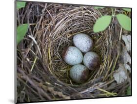 USA, Washington. Spotted Towhee Nest with Eggs-Gary Luhm-Mounted Photographic Print