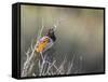 USA, Washington. Spotted Towhee Singing in Umtanum Canyon-Gary Luhm-Framed Stretched Canvas