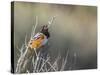 USA, Washington. Spotted Towhee Singing in Umtanum Canyon-Gary Luhm-Stretched Canvas