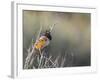 USA, Washington. Spotted Towhee Singing in Umtanum Canyon-Gary Luhm-Framed Photographic Print