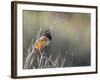 USA, Washington. Spotted Towhee Singing in Umtanum Canyon-Gary Luhm-Framed Photographic Print