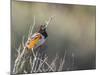 USA, Washington. Spotted Towhee Singing in Umtanum Canyon-Gary Luhm-Mounted Photographic Print